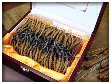 崇州冬虫夏草回收